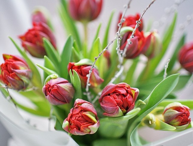 Bouquet of Dutch peony-style burgundy tulips photo